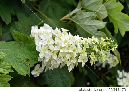 Kashiba Hydrangea (Kaikea Hydrangea) Kashiba Hydrangea (Kaikea Hydrangea) 53545473