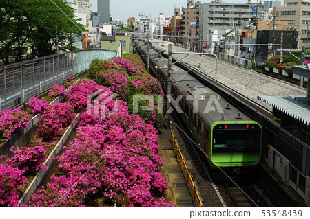 May Toma 08杜鵑花JR駒Station站盛開 May Toma 08杜鵑花JR駒Station站盛開 53548439