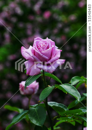May Kamakura 798 Rose Garden Hibiya Kadan Ofuna Flower Center May Kamakura 798 Rose Garden Hibiya Kadan Ofuna Flower Center 53548483