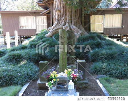 Trunk of Hira Shomon at Omokuin in Bando City Trunk of Hira Shomon at Omokuin in Bando City 53549620