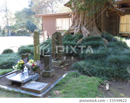 Trunk of Hira Shomon at Omokuin in Bando City Trunk of Hira Shomon at Omokuin in Bando City 53549622