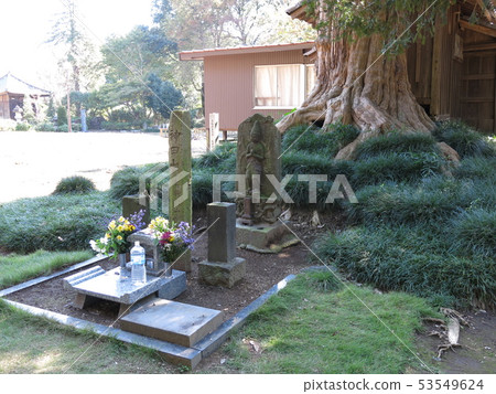 Trunk of Hira Shomon at Omokuin in Bando City Trunk of Hira Shomon at Omokuin in Bando City 53549624