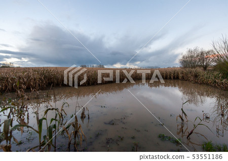 Flooded Corn Field in East Flanders 53551186