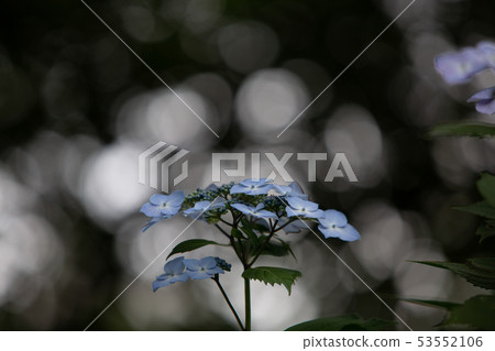 繡球 繡球 53552106