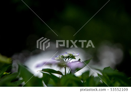 繡球 繡球 53552109