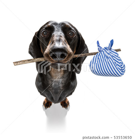 dog homeless abandoned dog homeless abandoned 53553650