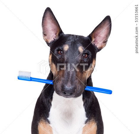 dental toothbrush dog 53553661