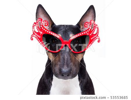 gay pride dog gay pride dog 53553685