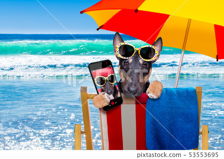 bull terrier dog on a hammok in summer bull terrier dog on a hammok in summer 53553695