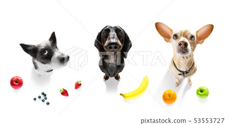 group of dogs with overweight and fruit group of dogs with overweight and fruit 53553727