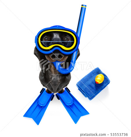 scuba diving dog scuba diving dog 53553736
