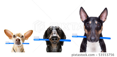 dental toothbrush row of dogs dental toothbrush row of dogs 53553756