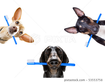 dental toothbrush row of dogs dental toothbrush row of dogs 53553758