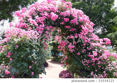 玫瑰安吉拉 玫瑰安吉拉 53554115