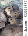 Capybara 53554357