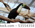 Toucan 53554358