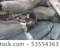 Otter 53554363