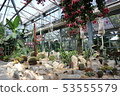 Cactus 53555579