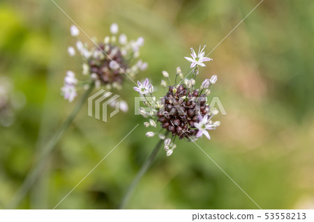 諾維爾花 諾維爾花 53558213