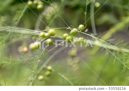 蘆筍的果實 蘆筍的果實 53558216