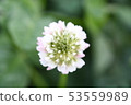白三葉草 53559989