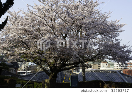 Nagasaki Holland Sakagami Sakura Nagasaki Holland Sakagami Sakura 53563717
