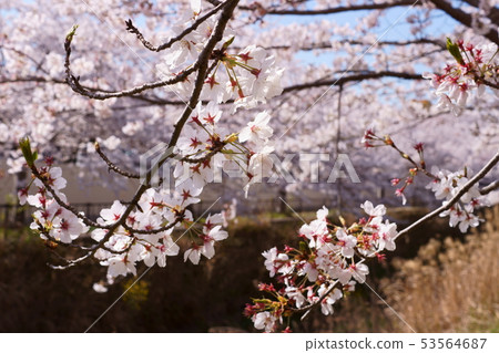 Cherry blossoms filling the river Cherry blossoms filling the river 53564687