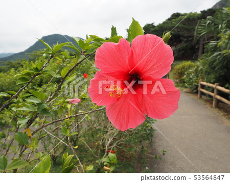 甚至在冬天在“Hibiscus”Ishigakijima,Tamadorizaki天文台開花的花 甚至在冬天在“Hibiscus”Ishigakijima,Tamadorizaki天文台開花的花 53564847