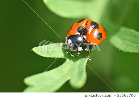Ladybird ladybird 53565706