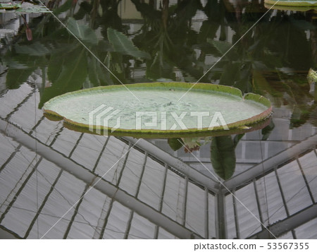 蓮花漂浮在水中 蓮花漂浮在水中 53567355