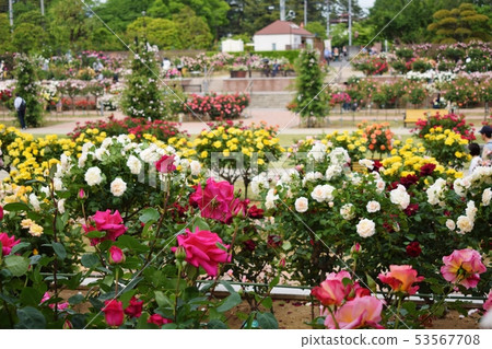 Gunma Shikishima Park Rose Garden 53567708