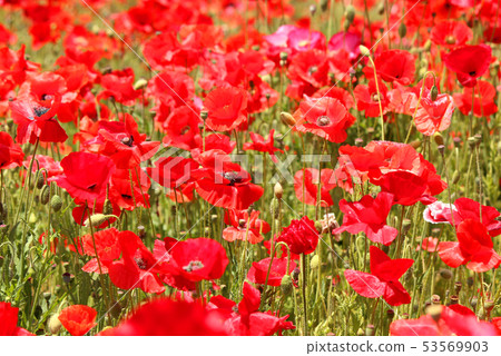 "Sky poppy" with red charley poppies in bloom (3) 53569903