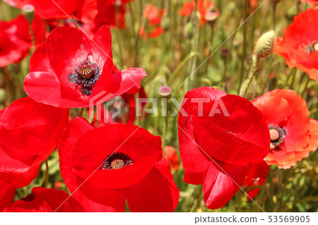 “天空罌粟”盛開的紅色韭菜罌粟花（4） 53569905