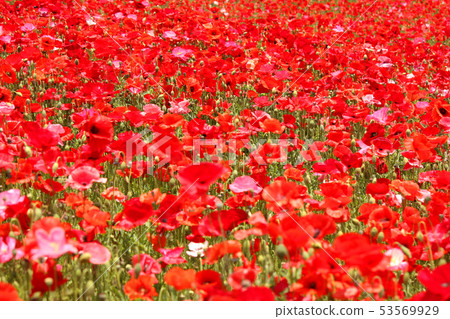 杜瓦之年中的罌粟（4） 53569929