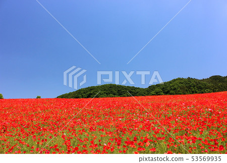 Poppy in the Heavens of the Year of the Dewar (7) Poppy in the Heavens of the Year of the Dewar (7) 53569935
