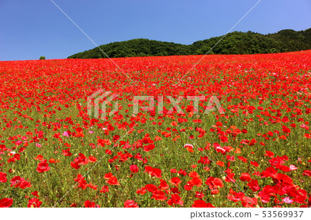 Poppy in the Heavens of the Year of the Reichstag (8) Poppy in the Heavens of the Year of the Reichstag (8) 53569937