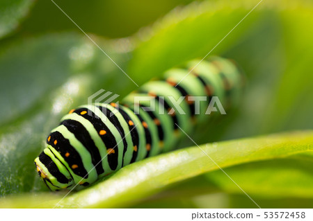 Stag beetle larva Stag beetle larva 53572458