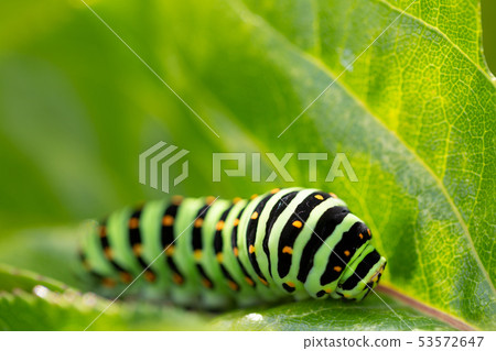 Stag beetle larva 53572647