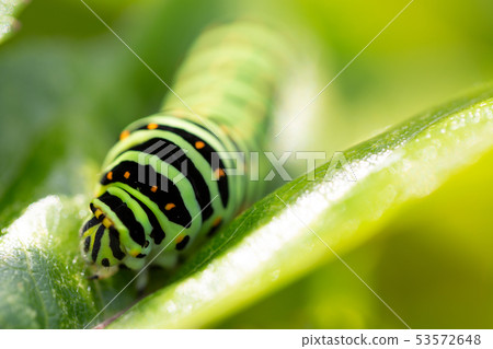 雄鹿甲蟲幼蟲 雄鹿甲蟲幼蟲 53572648