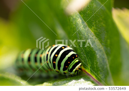 雄鹿甲蟲幼蟲 53572649