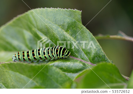 雄鹿甲蟲幼蟲 雄鹿甲蟲幼蟲 53572652