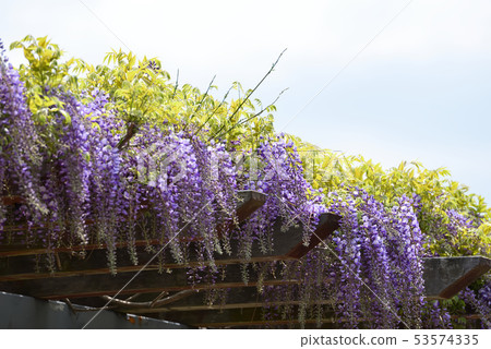 Purple is a beautiful Fuji flower 53574335