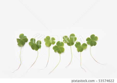 Clover Clover 53574622