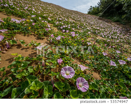 Hamahirugao blooming in Tottori Sand Dunes Hamahirugao blooming in Tottori Sand Dunes 53574947