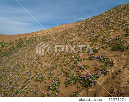 Hamahirugao blooming in Tottori Sand Dunes 53575974