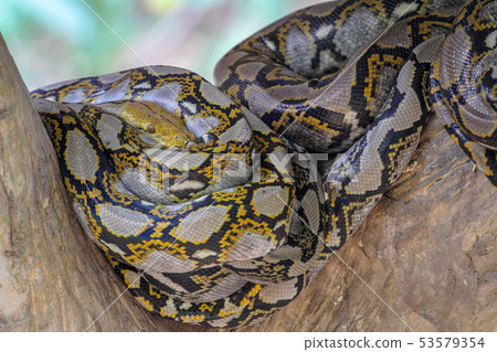 Head burmese python in body on stick tree at Head burmese python in body on stick tree at 53579354