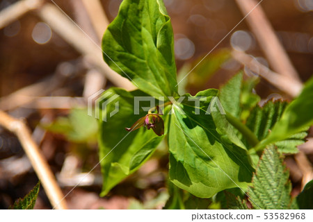 Elderly weed 53582968