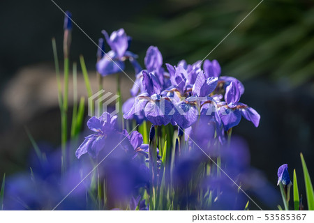 Iris flower Iris flower 53585367