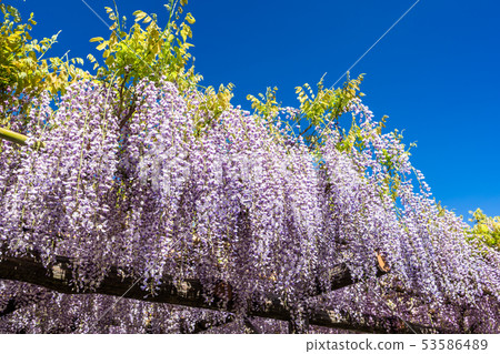 Tokyo Kameido Tenjin no Fuji Tokyo Kameido Tenjin no Fuji 53586489