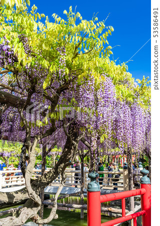 Tokyo Kameido Tenjin no Fuji Tokyo Kameido Tenjin no Fuji 53586491